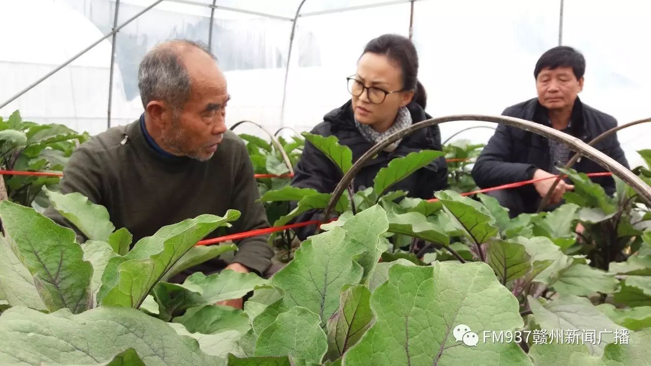 为蔬菜种植户反映心声:全国人大代表,赣县五云镇党委书记明经华的履职