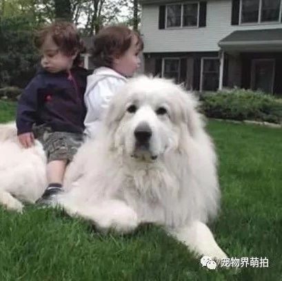 如果不了解 大白熊犬 劝你最好别养 宠物界萌拍 微信公众号文章阅读 Wemp