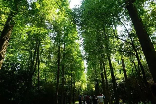 上海烧烤的地方_上海免费烧烤地方_梅州户外烧烤有什么地方