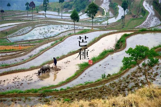 周洁和她的最美二十四节气图