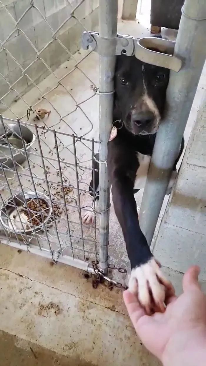 狗子隔着栅栏一次又一次的向来收容所的人伸手：可不可以带我回家?