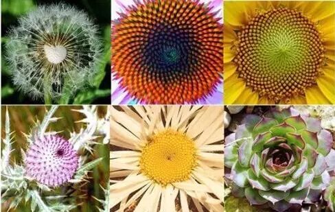 一旋横,二旋拧……?二胎性别看大宝头旋?-怀孕期