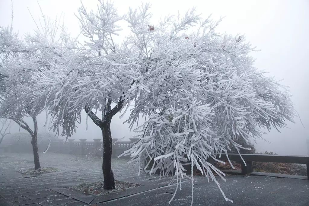 庐山迎来今冬首场降雪,更有首场雨凇,雾凇冰雪奇景!