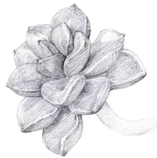 用可塑橡皮把线稿擦淡,2b 铅笔画出叶片的第一层素描关系.
