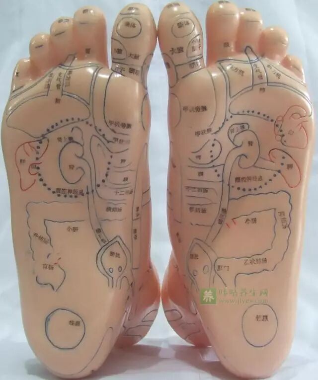 足部反射区高清图及足底按摩-足部反射区按摩图解