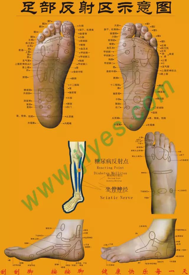 足部反射区高清图及足底按摩-足部反射区按摩图解
