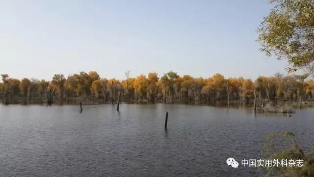 论著胰腺癌根治术后病人生存相关因素分析