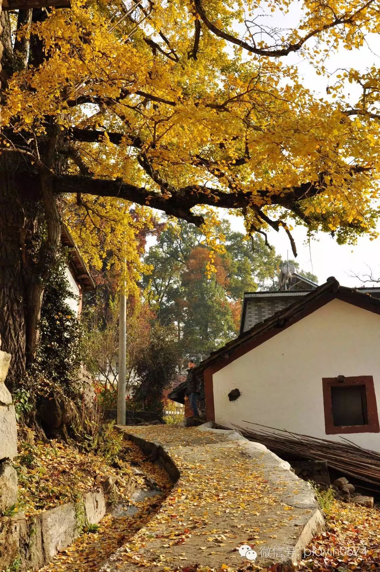 11月12-13日最美秋色:指南村红叶,杨家村银杏2日休闲游