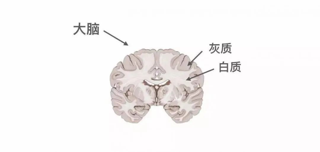 那么冬瓜瓤就是大脑白质,集中在内部,冬瓜皮就是大脑灰质,集中在表层