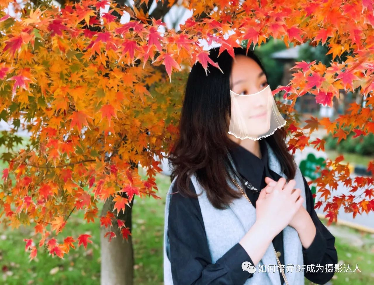 红了枫叶 黄了银杏 今年的上海深秋你拍了吗