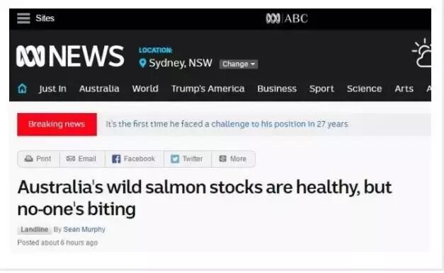 澳洲白菜价出售野生三文鱼 每年3000多吨喂龙虾