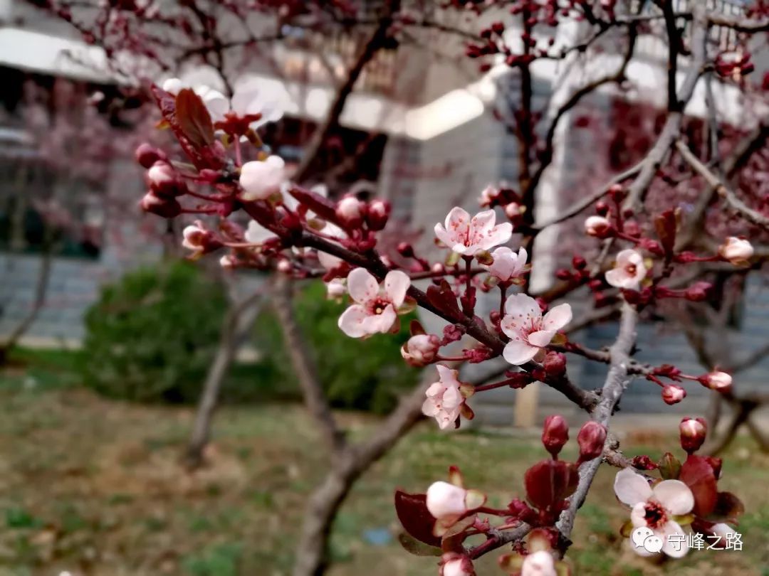 你认识莱芜一中的那些花儿吗?