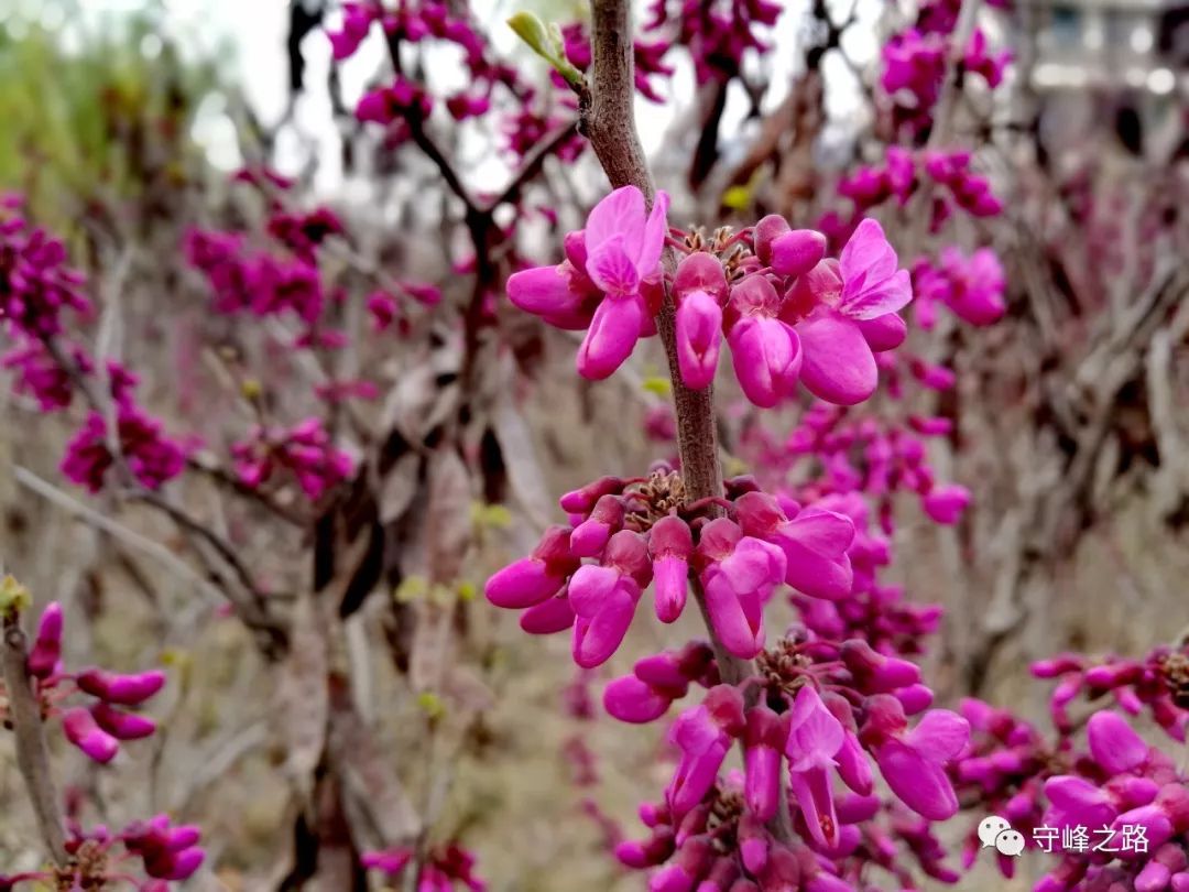 你认识莱芜一中的那些花儿吗?