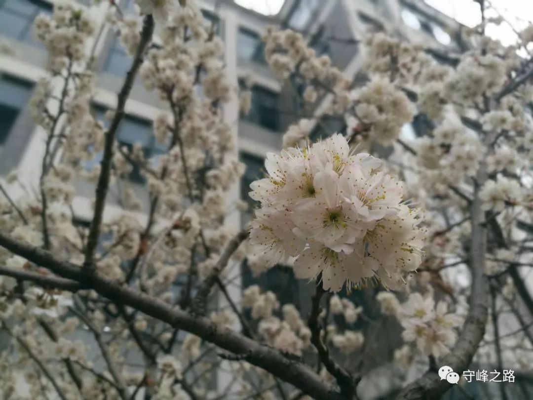 你认识莱芜一中的那些花儿吗?