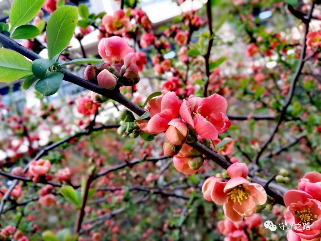 你认识莱芜一中的那些花儿吗?