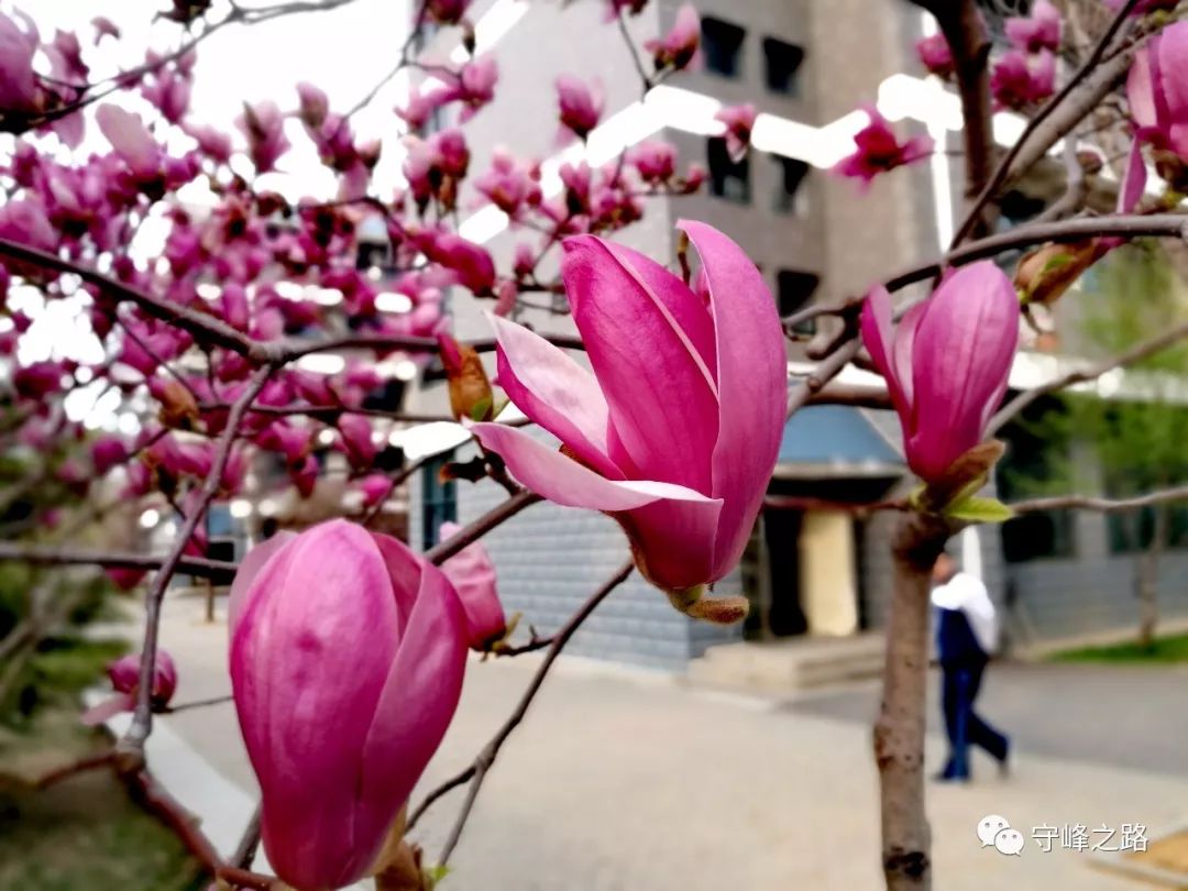 你认识莱芜一中的那些花儿吗?