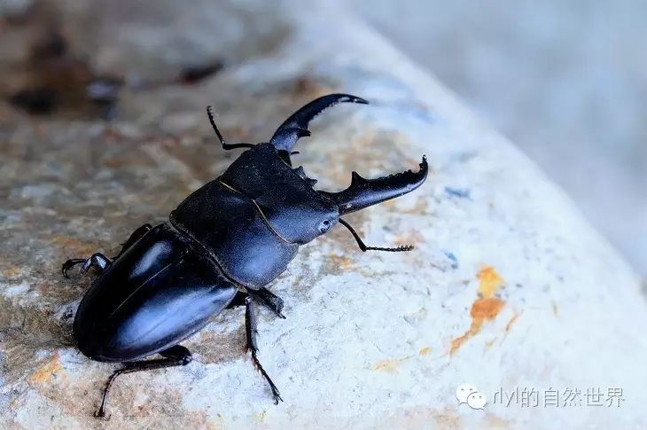 捕捉「锹甲幼虫」的黄金时段及攻略!