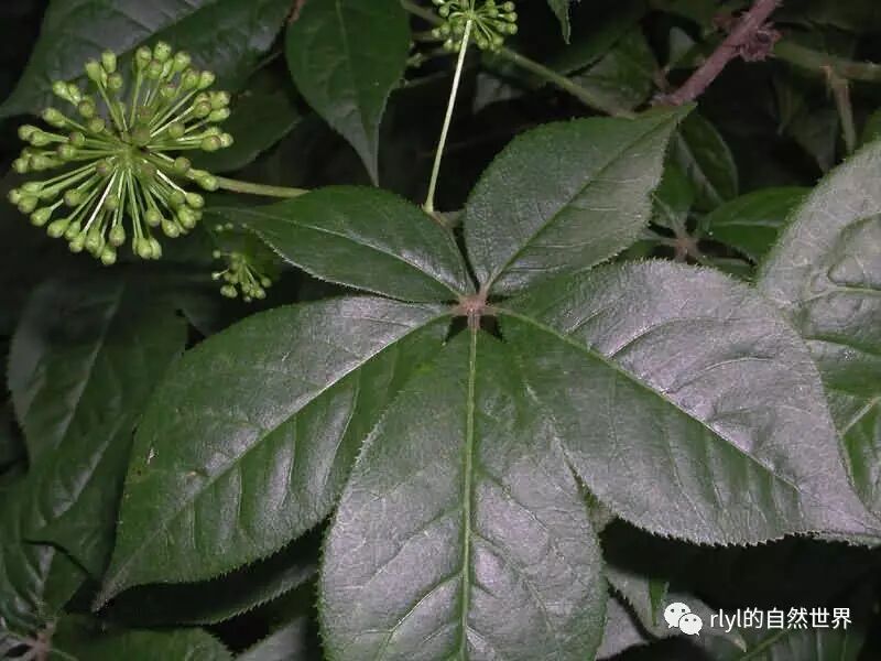 以此类推,可以有三回至多回 羽状复叶.