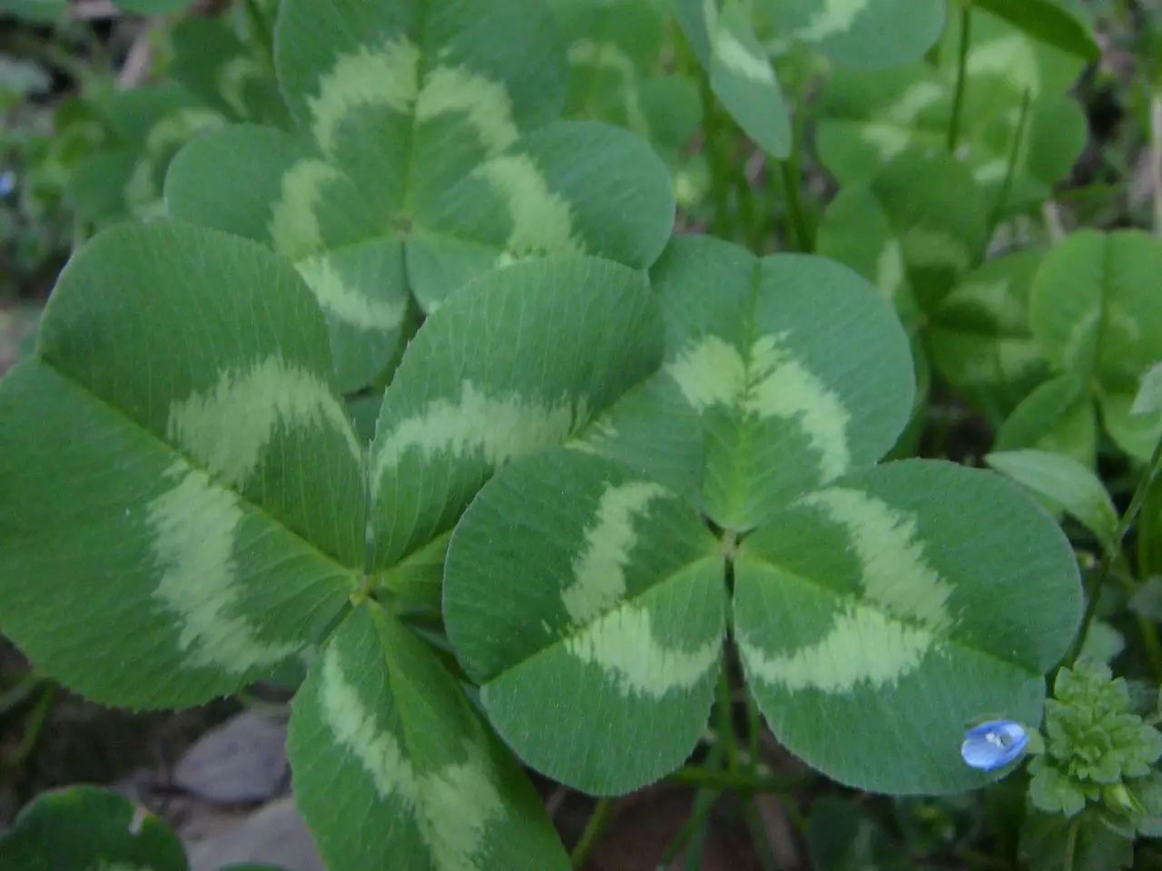 【小凌老师植物学】今日--植物形态学之复叶和单叶