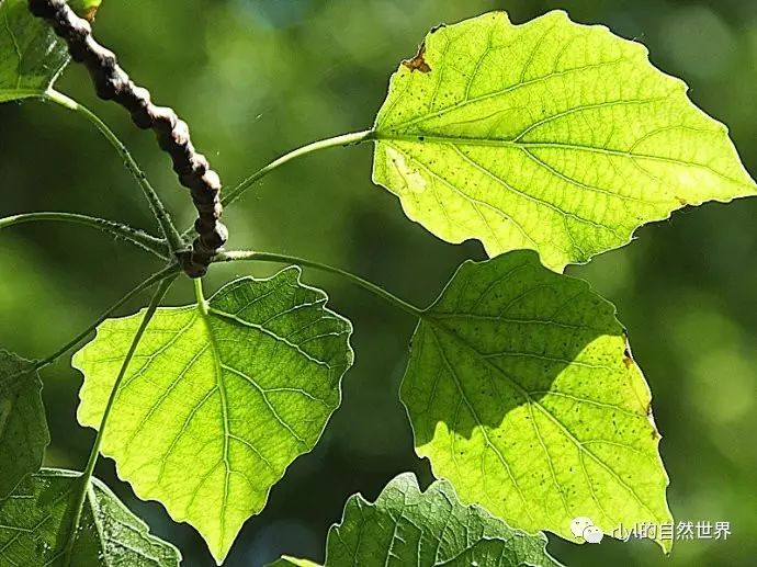 【小凌老师植物学】今日--植物形态学之复叶和单叶