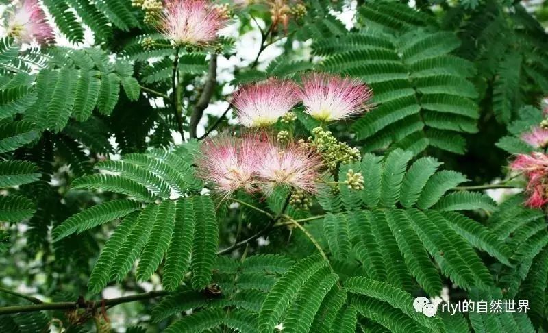 【小凌老师植物学】今日--植物形态学之复叶和单叶