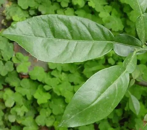 小凌老师植物学今日植物形态学之复叶和单叶