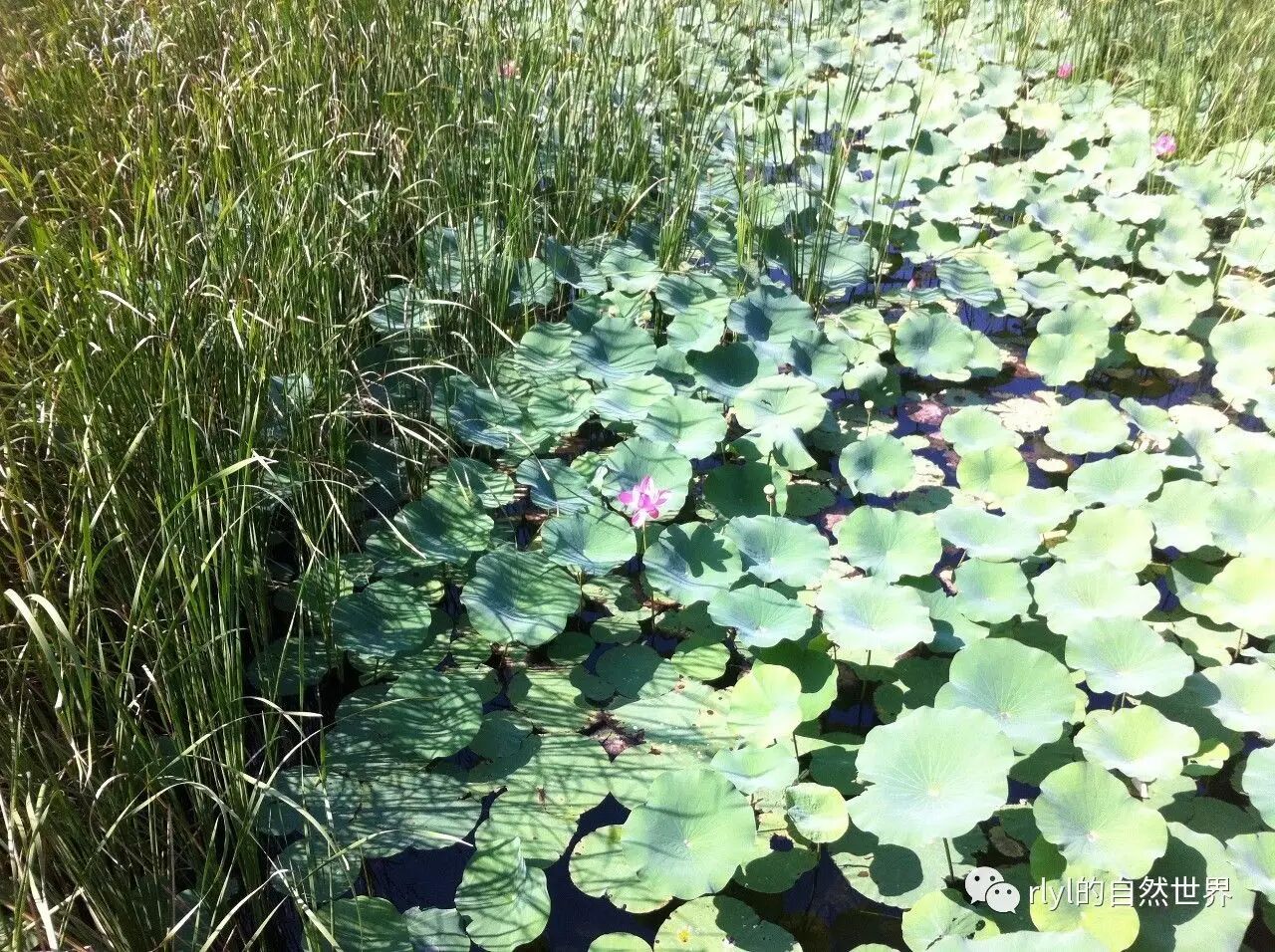 金鱼小瓜虫病怎么治疗_金鱼小姐_小金鱼多久喂一次