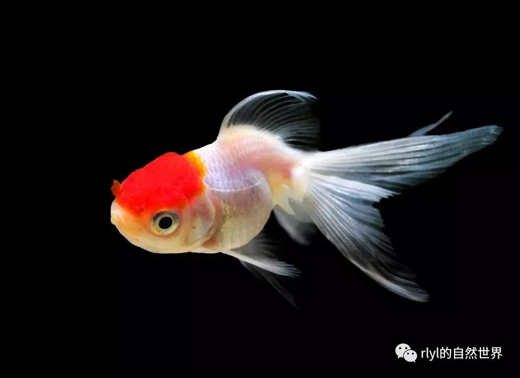 小金鱼多久喂一次_金鱼小姐_金鱼小瓜虫病怎么治疗