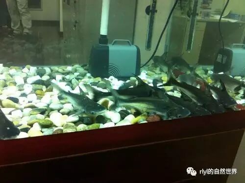 金鱼小姐_金鱼小瓜虫病怎么治疗_小金鱼多久喂一次