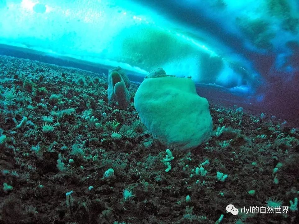 世间最早的生物_世间最早的生物_世间最早的生物