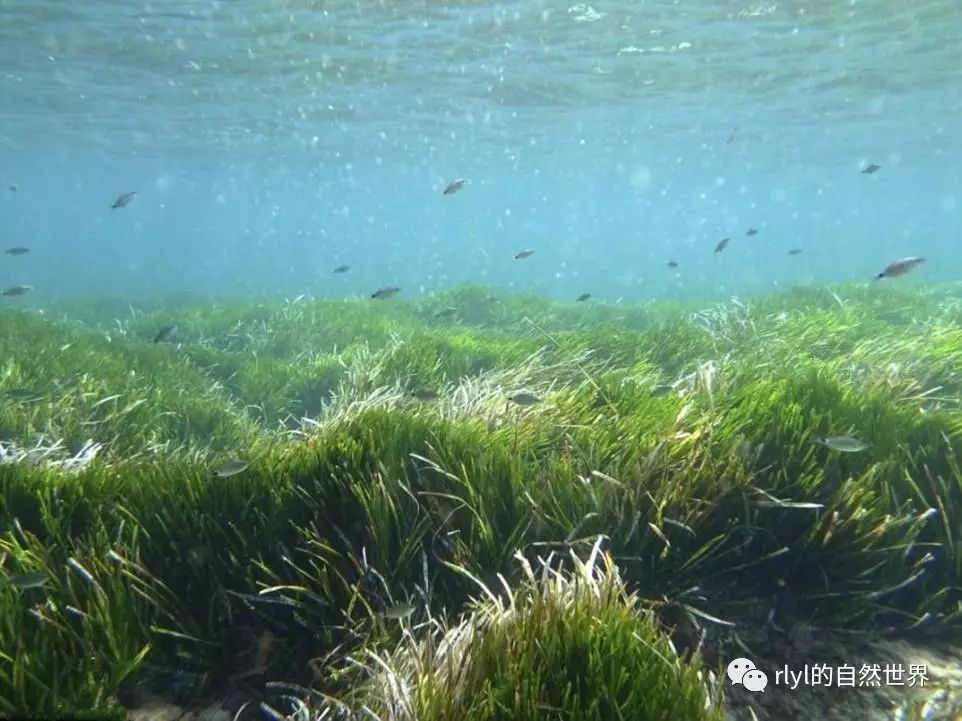 世间最早的生物_世间最早的生物_世间最早的生物