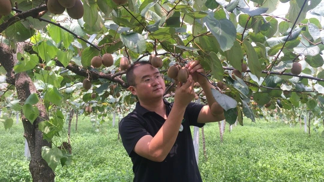 视频|蒲江“80后”小伙的十二年坚守