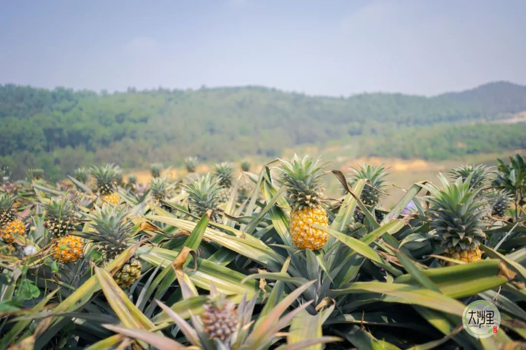 快来江门"菠萝的海"打卡