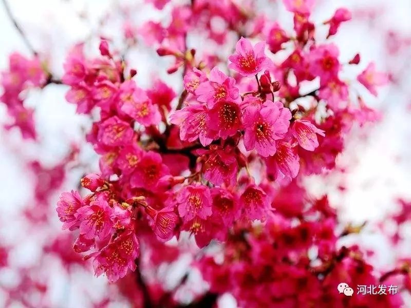 是全省最大的樱花主题公园,栽植樱花十几个品种5000多棵.