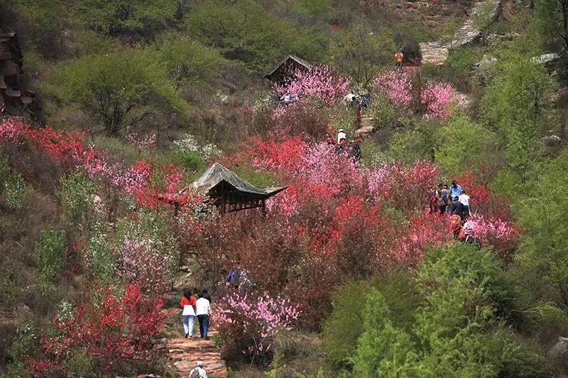 唐山最新放假通知来了!想踏青的看过来,全河北最全赏花地图发布!