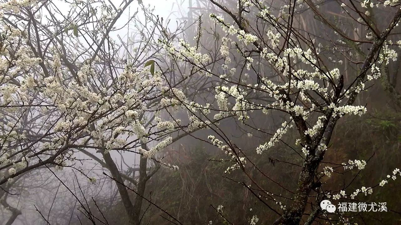 【快来看】踏春好时节,尤溪的李树提前开花了!隔着屏幕都闻到了香味.