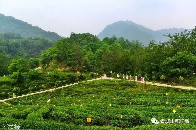 青城道茶生态观光园依托传承千年的青城茶山而建,地处"山显水藏,茶茂