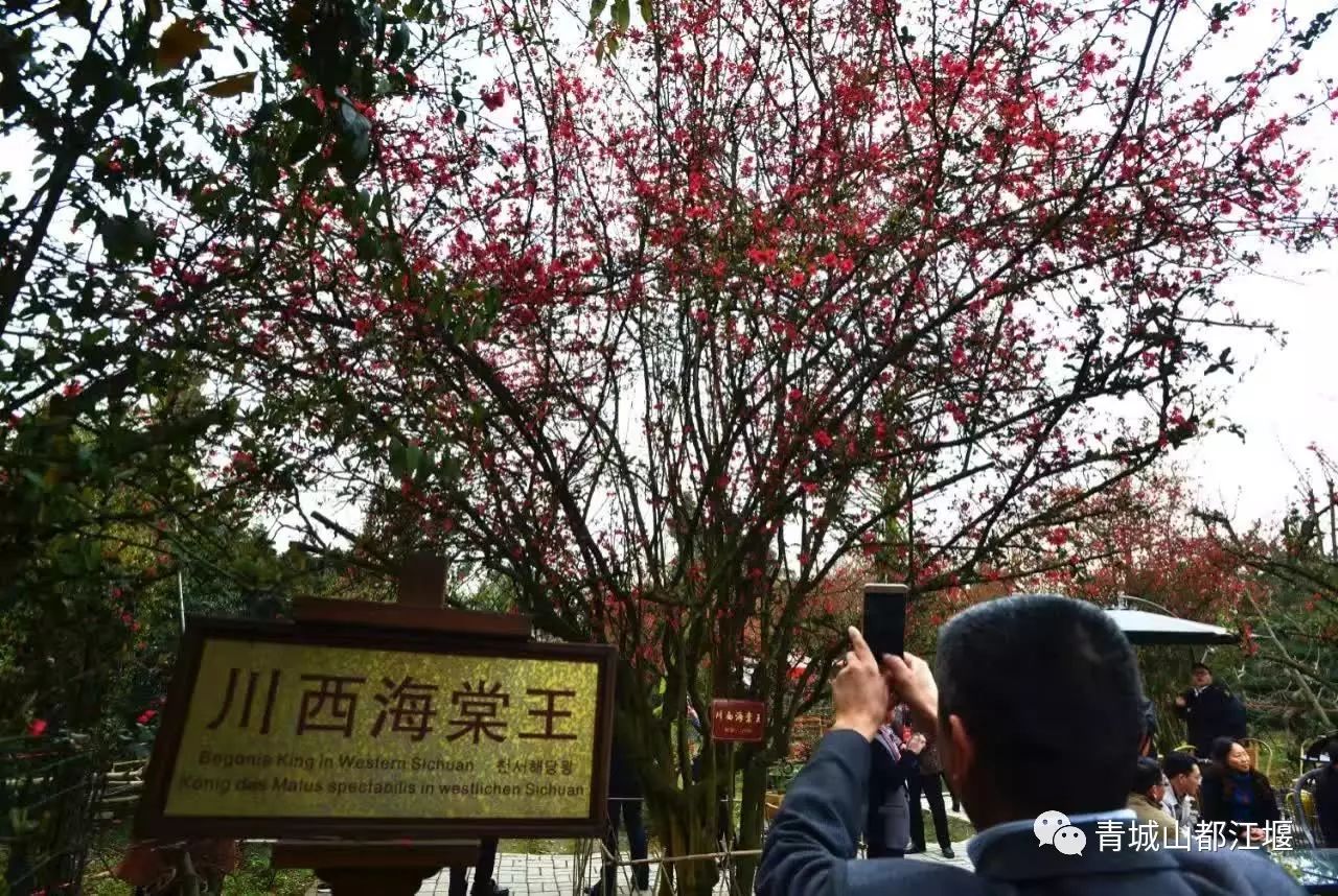 川西海棠王 在海棠公园内,一颗海棠树,有160多年的历史,在安龙镇属最
