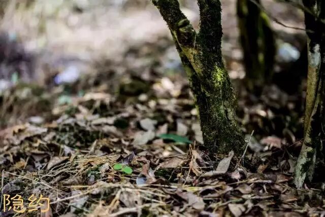 武夷岩茶的发展历程