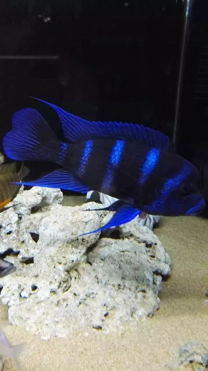 cyphotilapia frontosa "mpimbwe blue" 蓝黑色表现的曼波六间