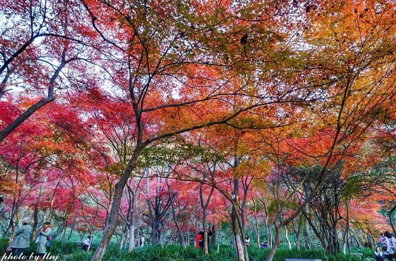 "走红"换妆 桃花湖,天开岩,太虚亭,枫林湖,读枫阁 图:神马都是浮云nj