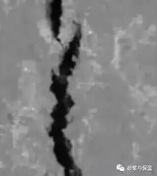 聚丙烯纤维和膨胀剂对水泥砂浆塑性收缩开裂性能的影响