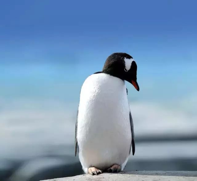 最耐寒的鸟:企鹅