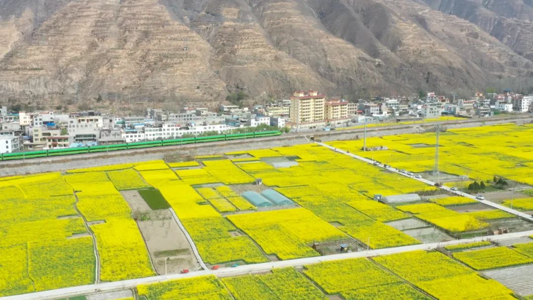 的土地上文县沿线的油菜花竞相绽放白龙江畔的兰渝铁路武都区,宕昌县