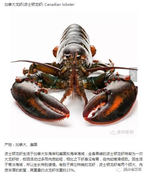 【海鲜小常识】澳洲岩龙虾(澳龙/澳洲大龙虾)