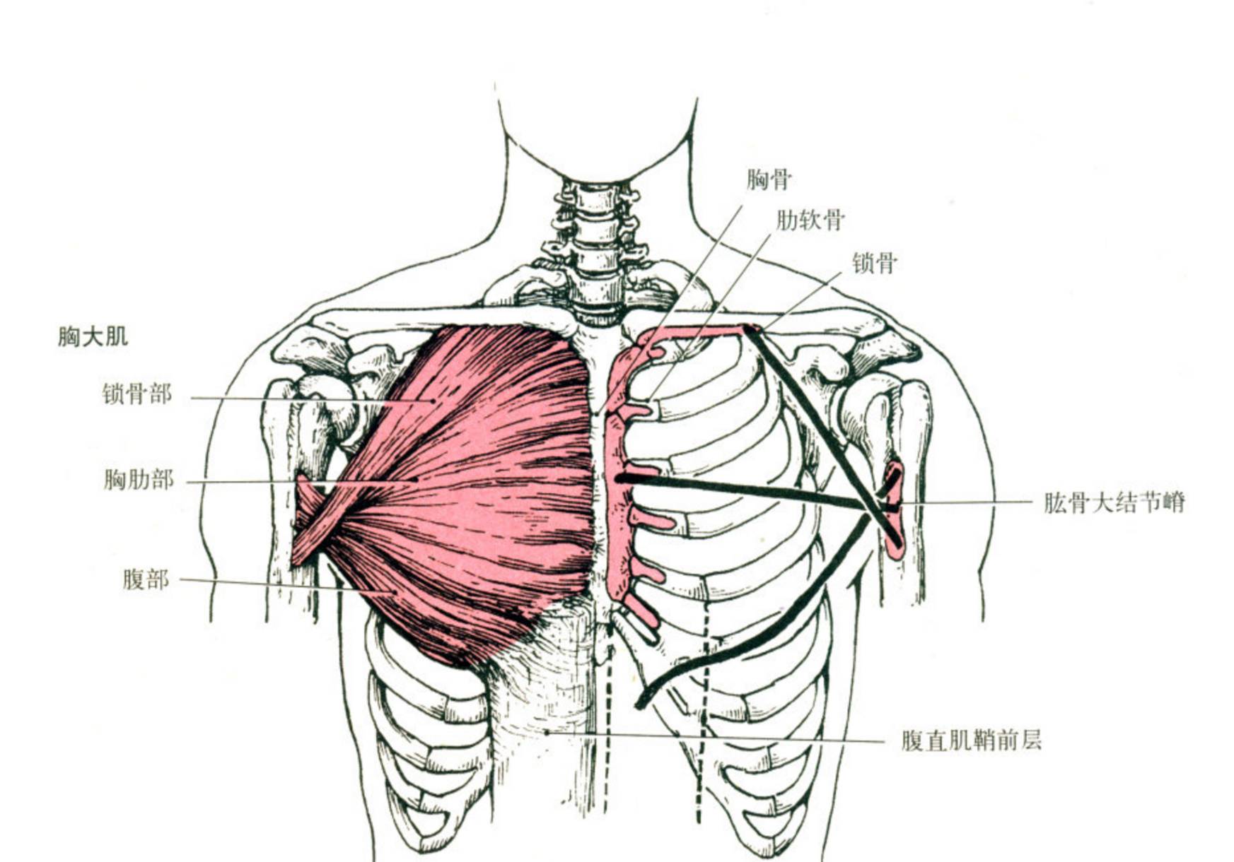 可以看到:胸肌上部一边连接着锁骨,一边反向连接大臂肱骨大结节嵴.