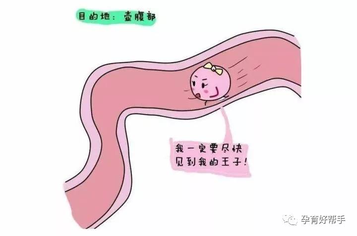 如果女人只如果女人只剩下一条输卵管,还能够怀孕吗|南京妇科医院
