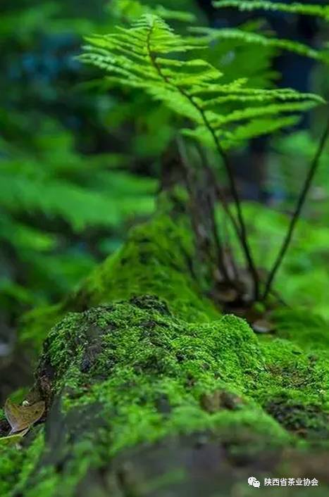 待苍苔落地,即是春山满目,绕墙围篱呷春茶.春山千景,独怜这抹苍苔.