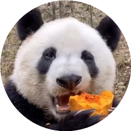 大熊猫萌萌萌