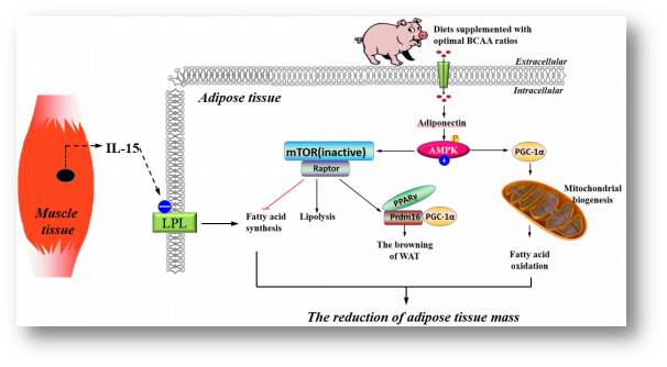 印遇龙：优质猪肉生产的营养调控关键技术